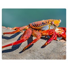 Colored Crab, Galapagos Island, Ecuador Double Sided Flano Blanket (medium) 